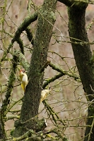 Picus viridis (Picchio verde, a sinistra il maschio)